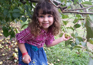 Miabella Sized Apples