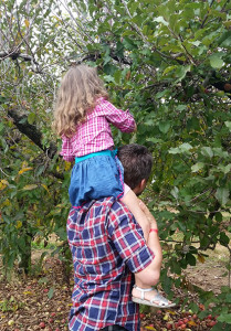 Reaching the top apples