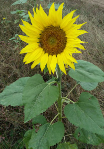 Sunflower Field